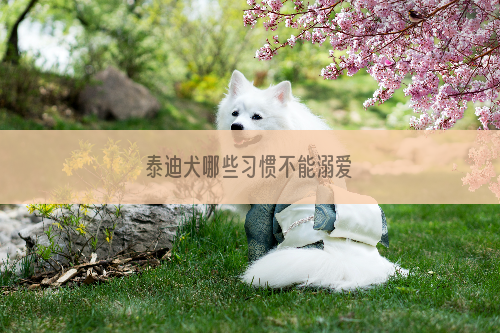 泰迪犬哪些习惯不能溺爱