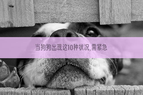 当狗狗出现这10种状况,需紧急就医