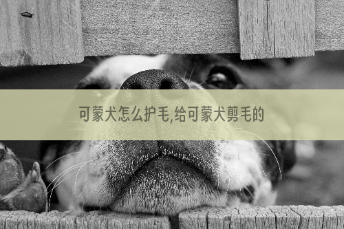 可蒙犬怎么护毛,给可蒙犬剪毛的方法