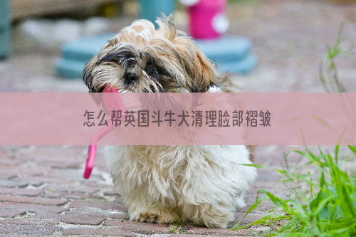 怎么帮英国斗牛犬清理脸部褶皱