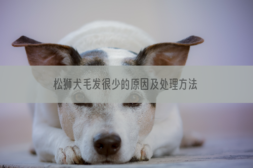 松狮犬毛发很少的原因及处理方法