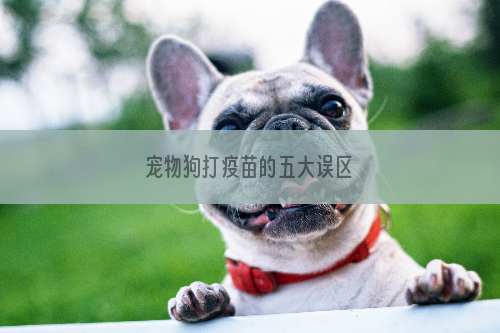 宠物狗打疫苗的五大误区