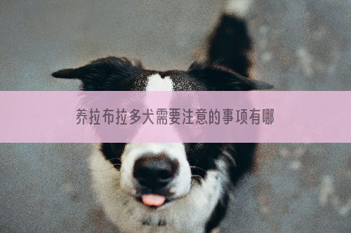 养拉布拉多犬需要注意的事项有哪些