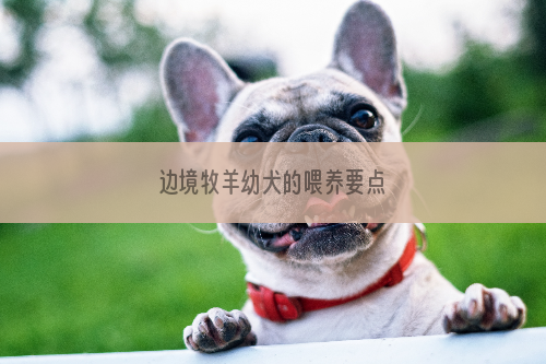 边境牧羊幼犬的喂养要点