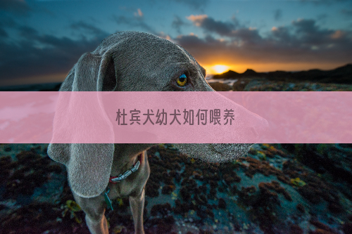 杜宾犬幼犬如何喂养