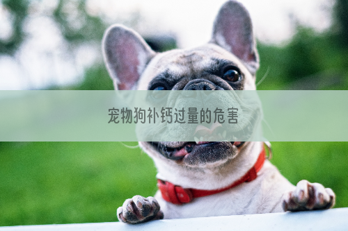 宠物狗补钙过量的危害