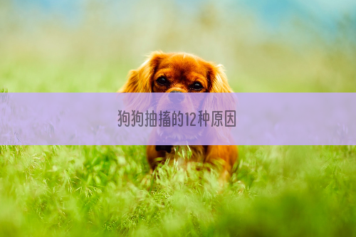 狗狗抽搐的12种原因