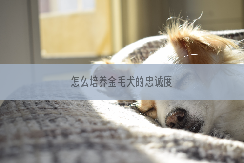 怎么培养金毛犬的忠诚度