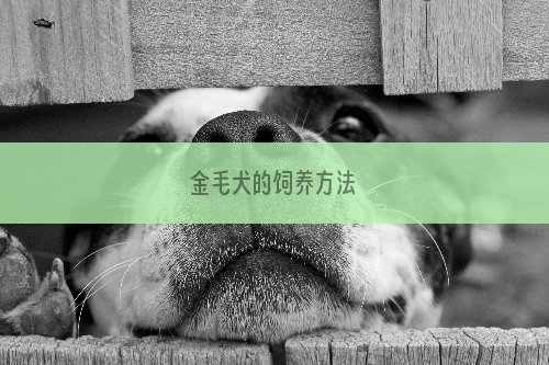 金毛犬的饲养方法