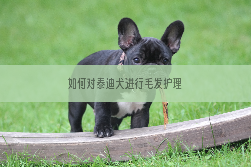 如何对泰迪犬进行毛发护理