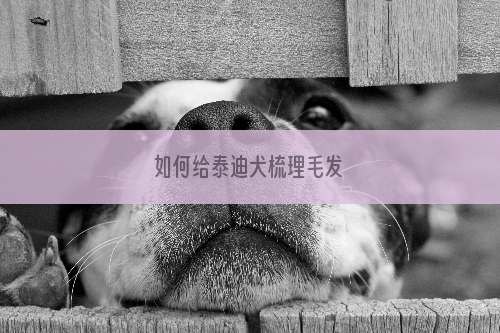 如何给泰迪犬梳理毛发