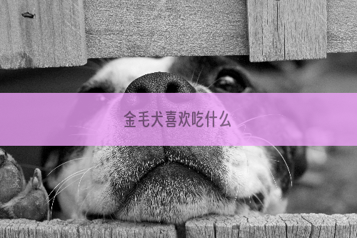 金毛犬喜欢吃什么