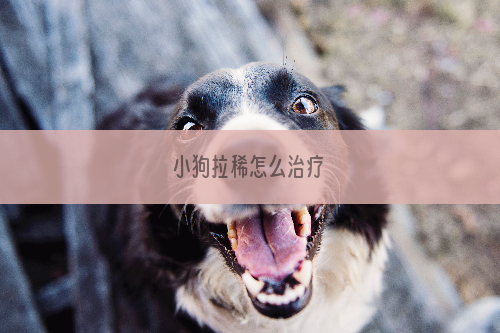 小狗拉稀怎么治疗