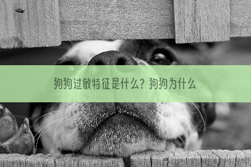 狗狗过敏特征是什么？狗狗为什么会过敏