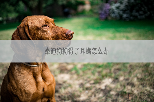 泰迪狗狗得了耳螨怎么办