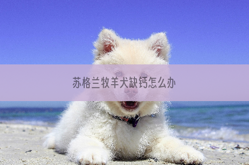 苏格兰牧羊犬缺钙怎么办