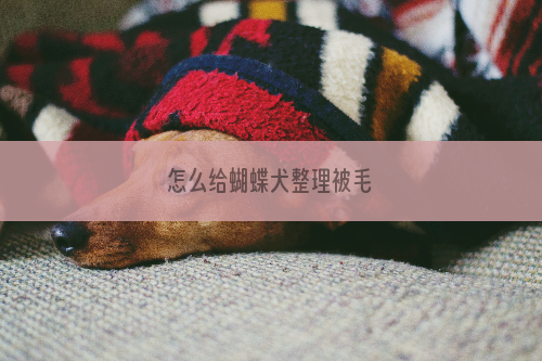 怎么给蝴蝶犬整理被毛