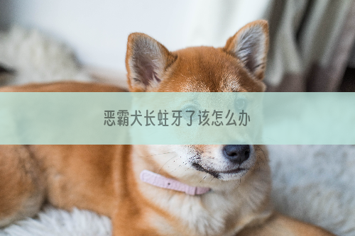 恶霸犬长蛀牙了该怎么办