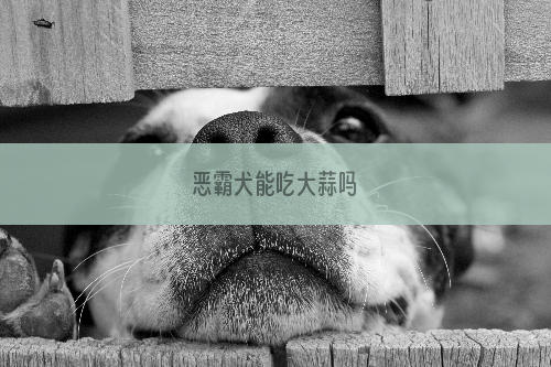 恶霸犬能吃大蒜吗