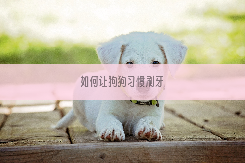 如何让狗狗习惯刷牙