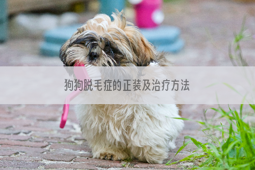 狗狗脱毛症的正装及治疗方法