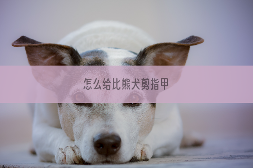 怎么给比熊犬剪指甲