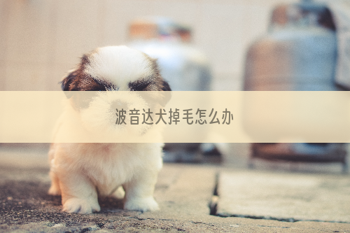 波音达犬掉毛怎么办