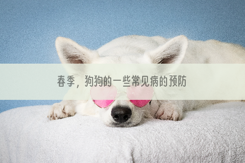 春季，狗狗的一些常见病的预防