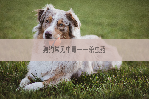 狗狗常见中毒——杀虫药