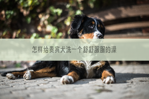 怎样给贵宾犬洗一个舒舒服服的澡