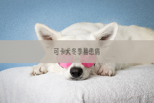 可卡犬冬季易患病