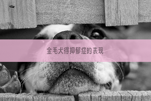 金毛犬得抑郁症的表现