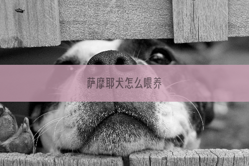 萨摩耶犬怎么喂养