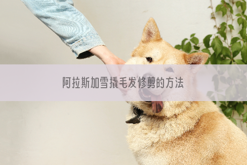 阿拉斯加雪撬毛发修剪的方法
