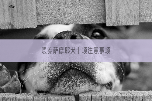 喂养萨摩耶犬十项注意事项