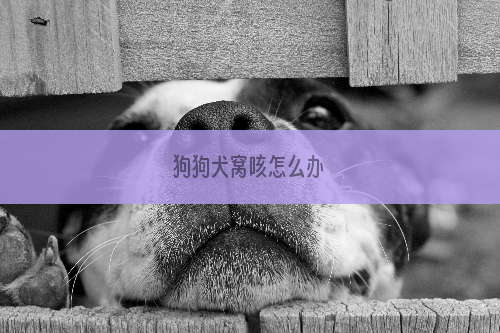 狗狗犬窝咳怎么办