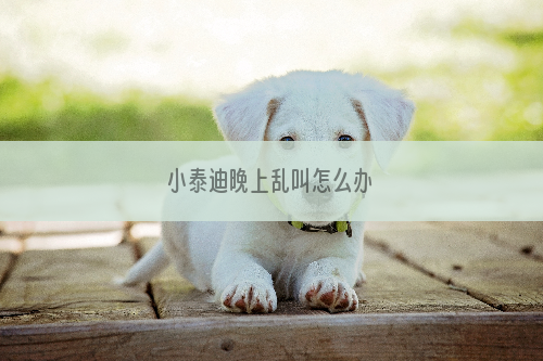 小泰迪晚上乱叫怎么办