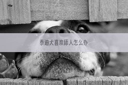 泰迪犬喜欢舔人怎么办