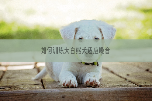 如何训练大白熊犬适应噪音