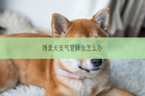 博美犬支气管肺炎怎么办