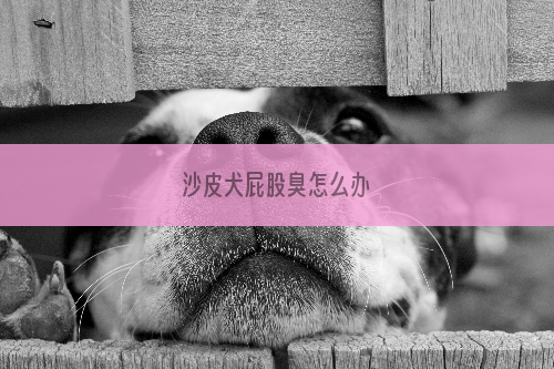 沙皮犬屁股臭怎么办