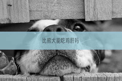 比熊犬能吃鸡肝吗