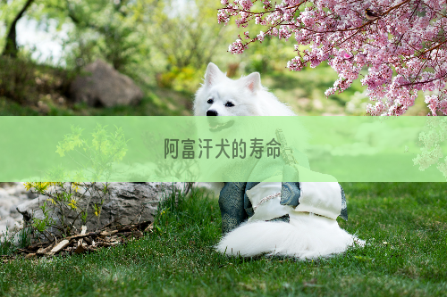 阿富汗犬的寿命