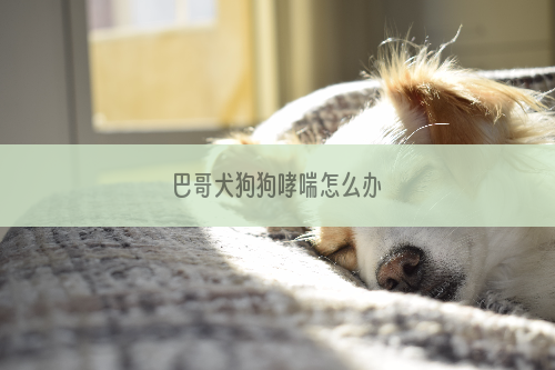巴哥犬狗狗哮喘怎么办