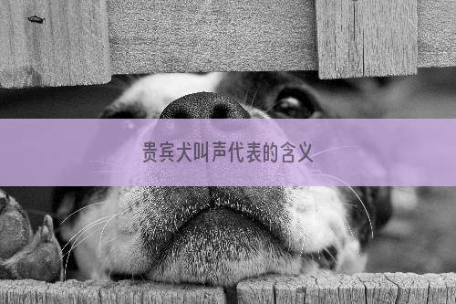 贵宾犬叫声代表的含义