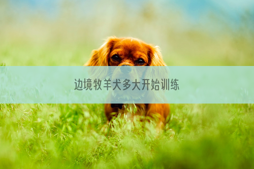 边境牧羊犬多大开始训练