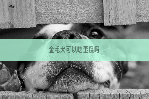 金毛犬可以吃蛋糕吗