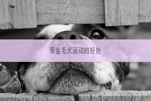 带金毛犬运动的好处