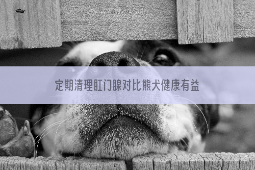 定期清理肛门腺对比熊犬健康有益