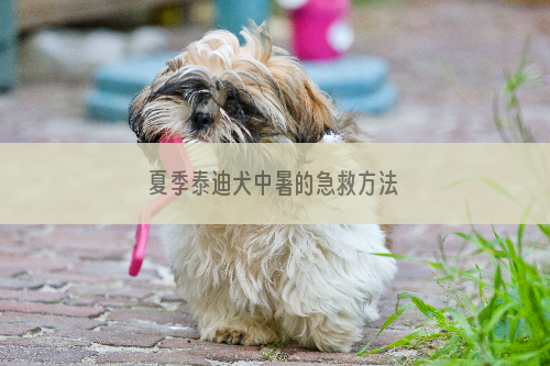 夏季泰迪犬中暑的急救方法